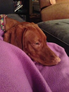 Gracie in purple blanket