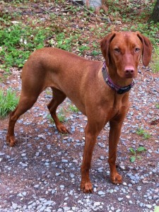 Gracie standing in the woods